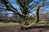 1695-3_boom_Parkweg.jpg